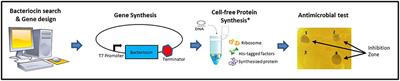 PARAGEN 1.0: A Standardized Synthetic Gene Library for Fast Cell-Free Bacteriocin Synthesis